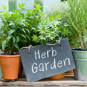 How to grow an herb garden