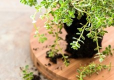 Familiarizing yourself with herbs like thyme will make you a better cook.